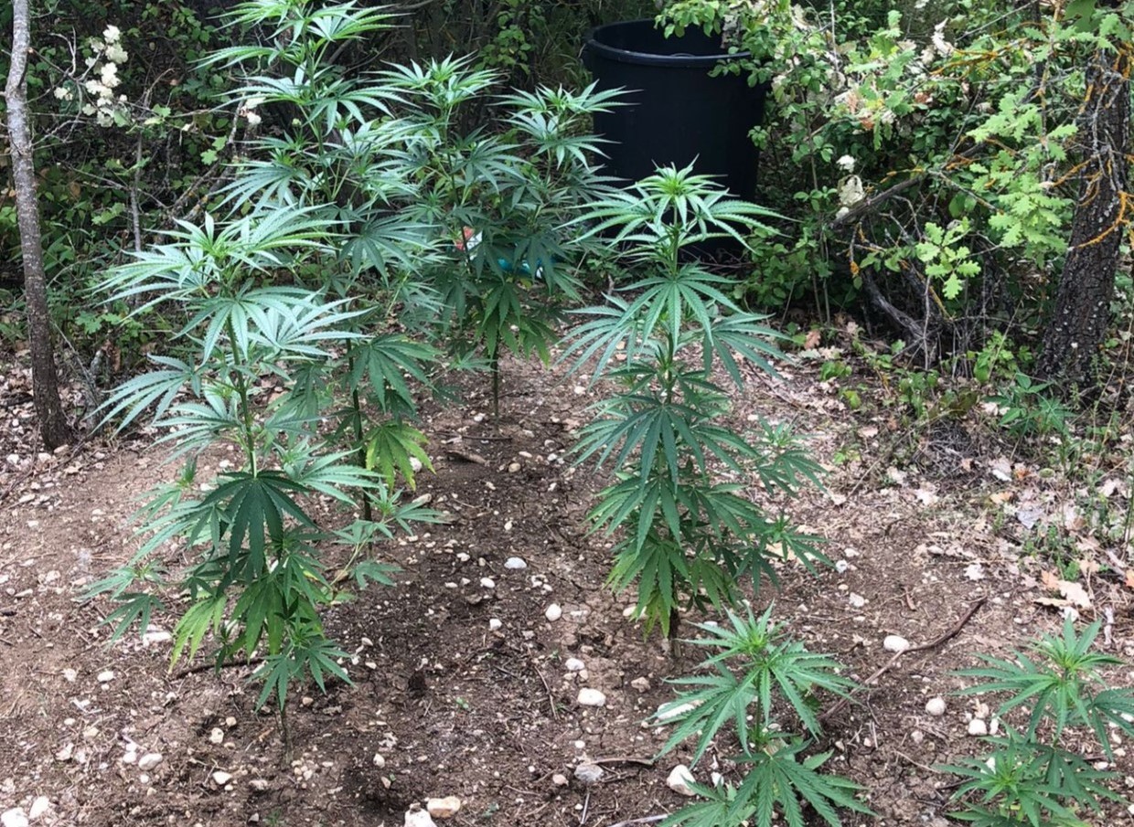 La Polizia scova una piantagione di marijuana, caccia al coltivatore