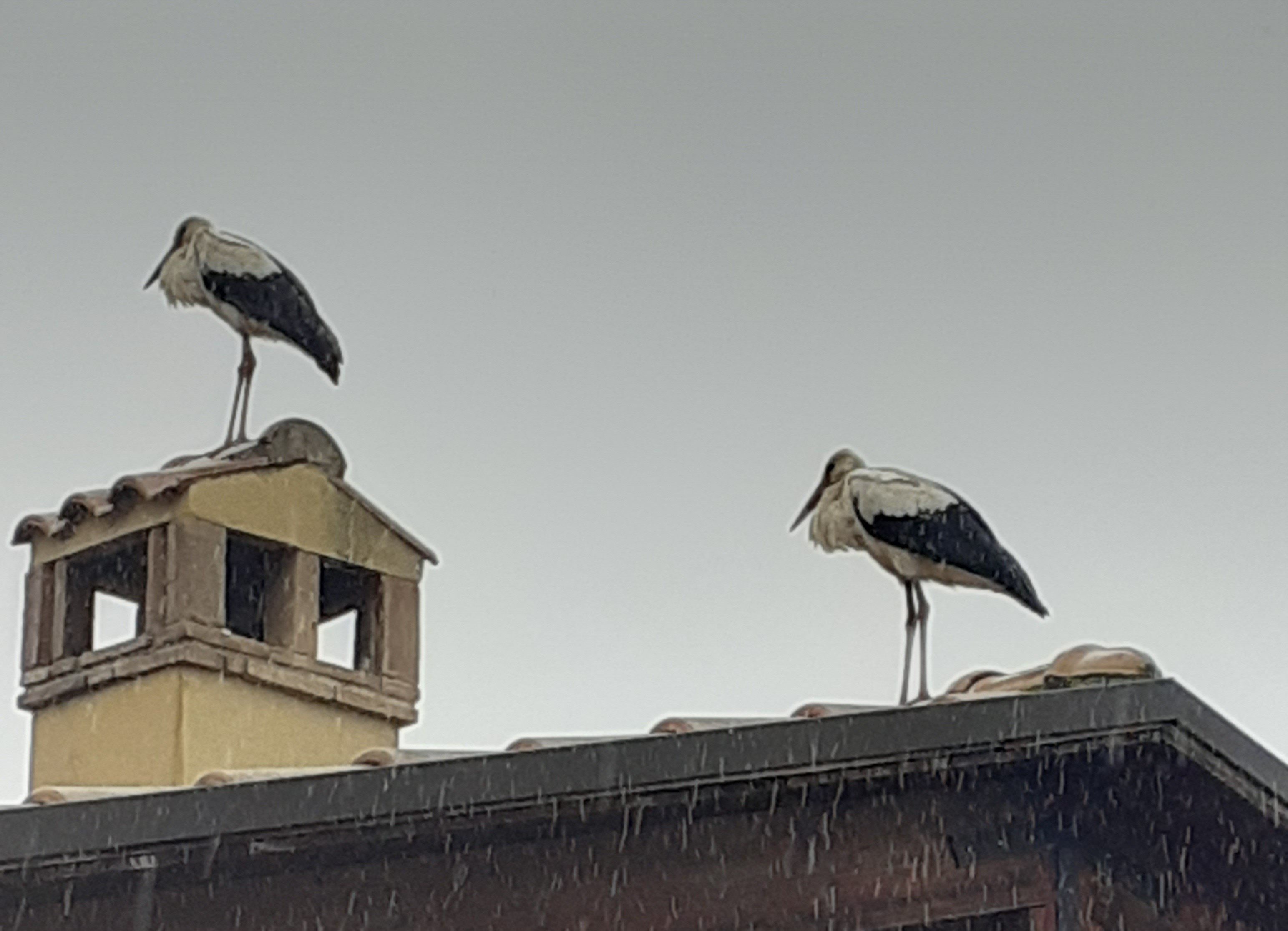 Tutti con il naso all’insù a guardare le bellissime cicogne al riposo… Anche sotto la pioggia!