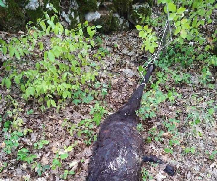 Cane torturato e ucciso a Luco, Brambilla: “Parlamento approvi aumento condanne”