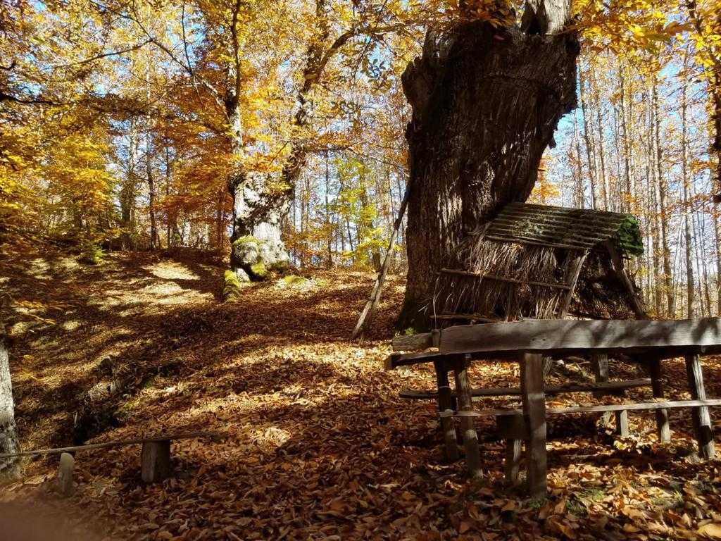 Torna a Sante Marie la sagra della Castagna, taglio del nastro per la 48esima edizione