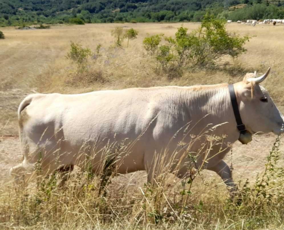 La Regione stanzia 820mila euro a sostegno degli allevatori abruzzesi