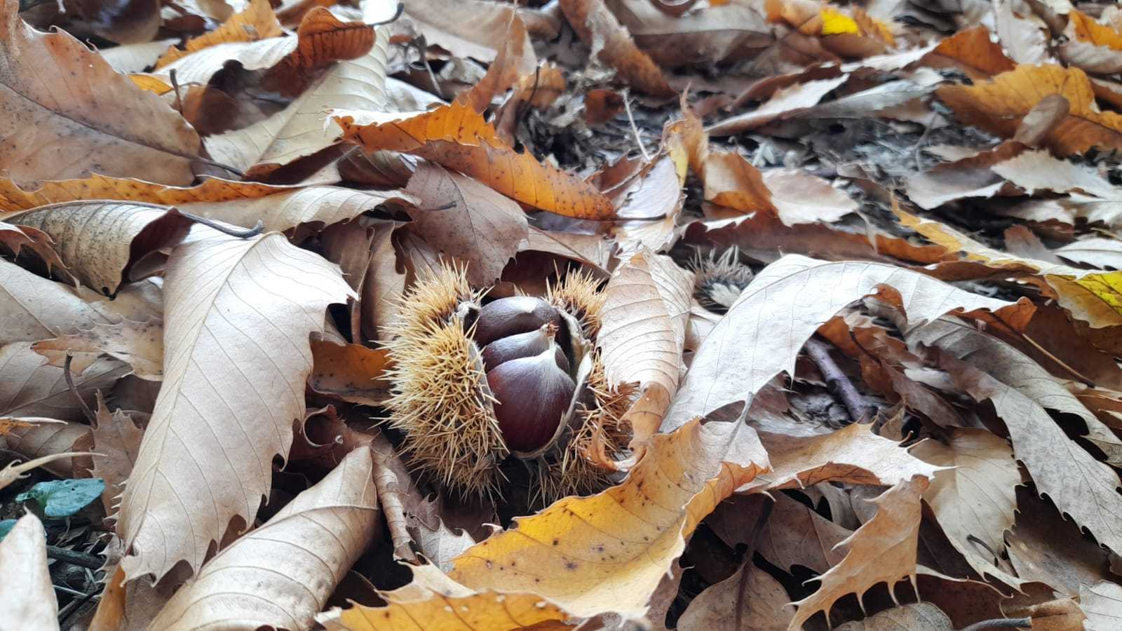“A botti aperte”: vino, castagne e musica folk venerdì 12 e sabato 13 novembre a Giulianova