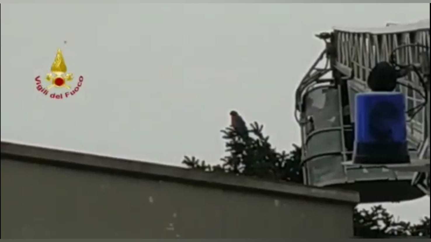 Abruzzo, pappagallo “scappa di casa”: recuperato dai vigili del fuoco