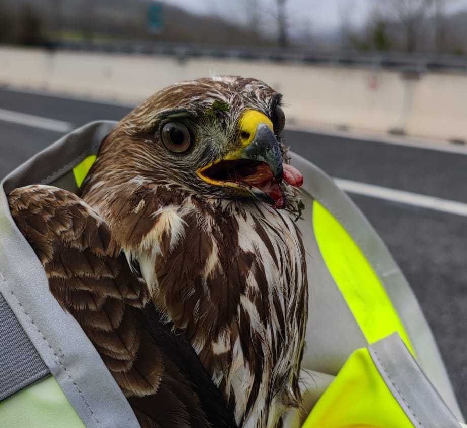 Poiana in difficoltà sull’autostrada: messa in salvo dai poliziotti, sarà curata in centro per volatili