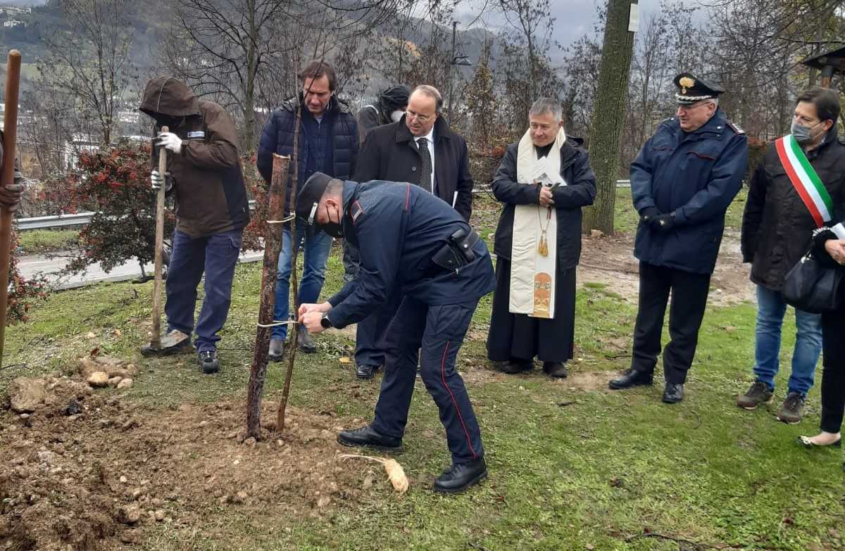 Un nuovo acero montano per festeggiare il Parco nazionale del Gran Sasso e Monti della Laga