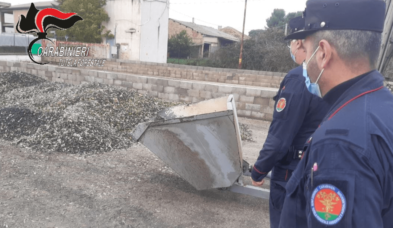 Frantoi e ipermercati, sanzioni da oltre 40mila euro da parte dei carabinieri per la tutela forestale