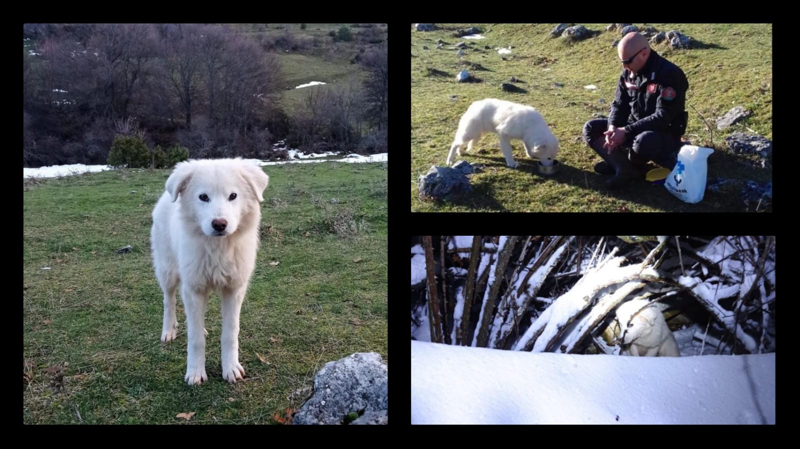 Abbandonata in montagna al gelo e senza cibo, salvata dai carabinieri reparto Parchi: la storia di Germana
