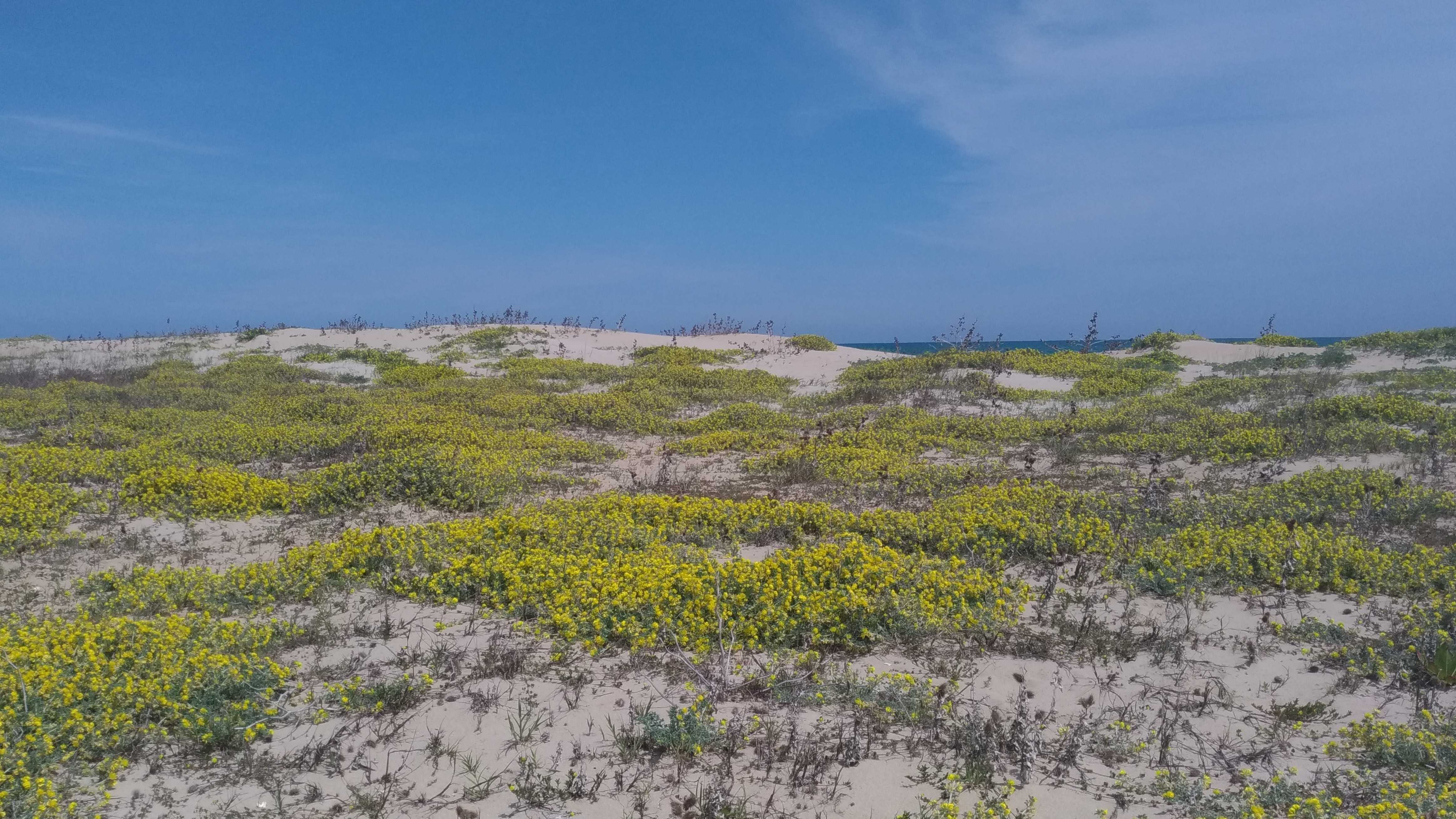 Mountain Wilderness, LIPU e SOA diffidano Comune Martinsicuro: NO a nuove concessioni balneari in aree dunali