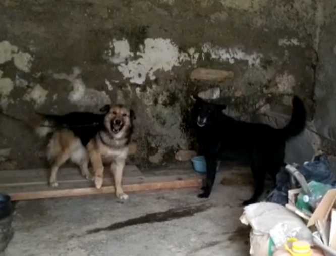 Legati con una corta catena e al buio: soccorsi 2 cani, denunciato e sanzionato proprietario
