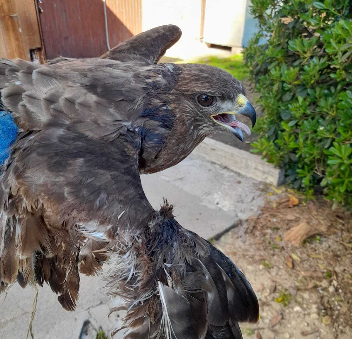 Una poiana ferita salvata e affidata al Centro Recupero dei Carabinieri Forestali 