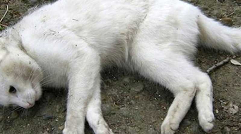 Strage di gatti e cani a Pescocostanzo, scatta taglia di 3mila euro: presentato esposto Procura