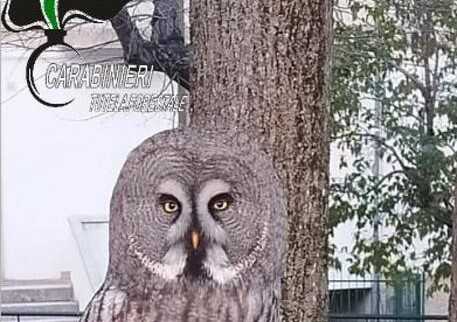 Raro rapace gira in paese a Rosello, denunciato proprietario: è un allocco di Lapponia