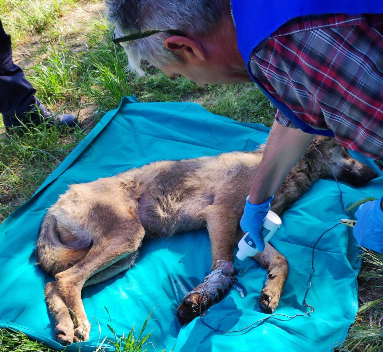 Vignaioli trovano lupo ferito da un laccio di ferro e allertano soccorsi: è salvo