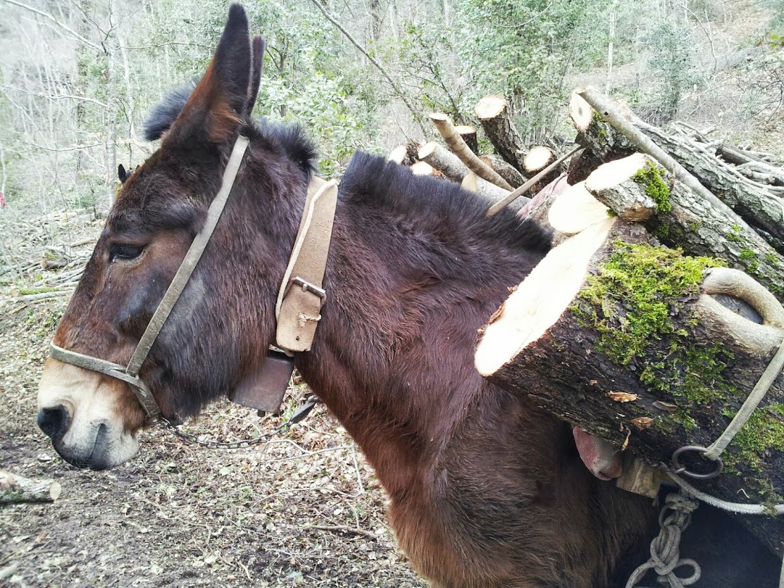 Ecco “Bosco amico”, la piattaforma di e-commerce della filiera forestale