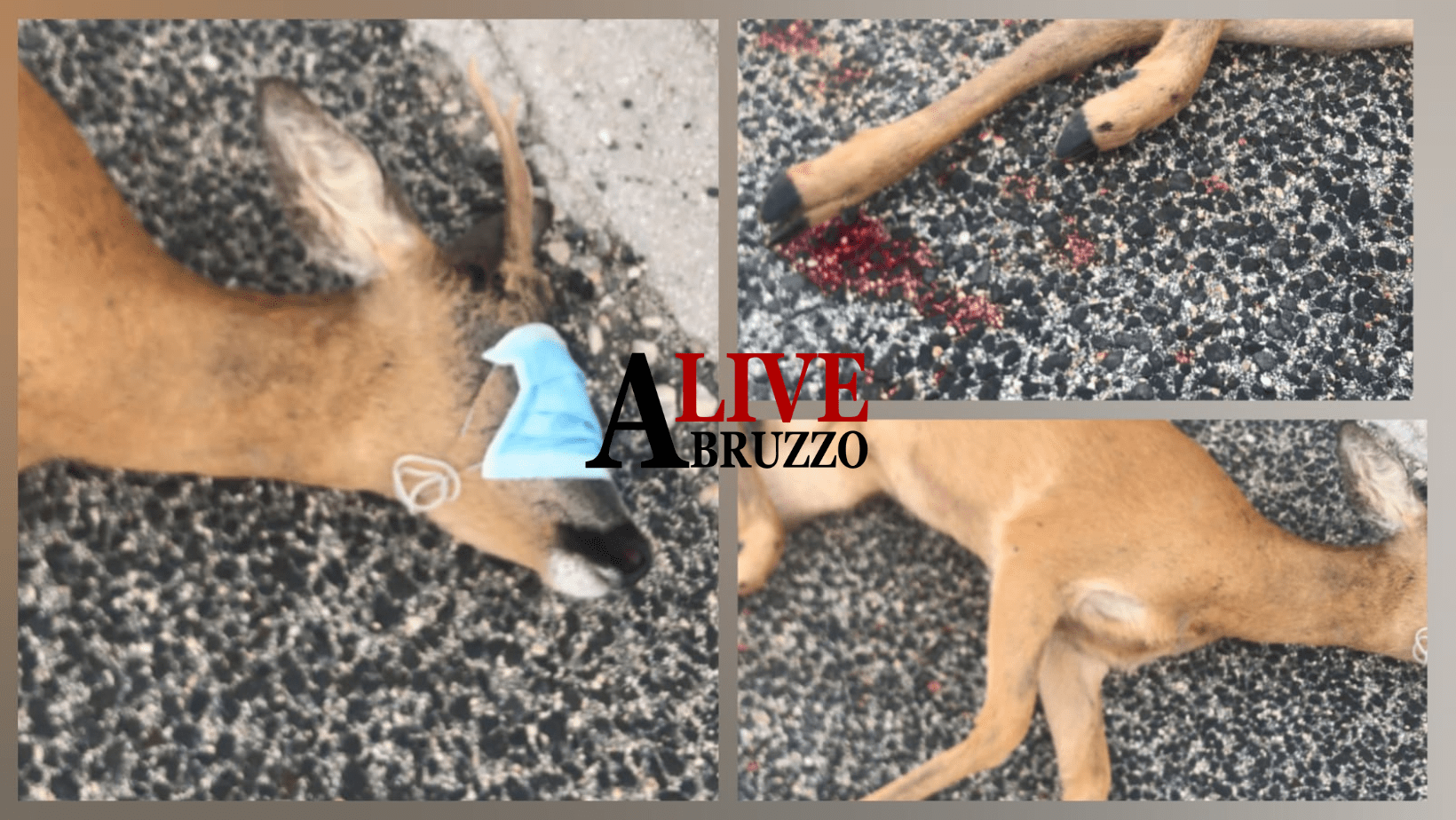 Ancora un capriolo investito sull’Autostrada A25, l’automobilista questa volta non si ferma