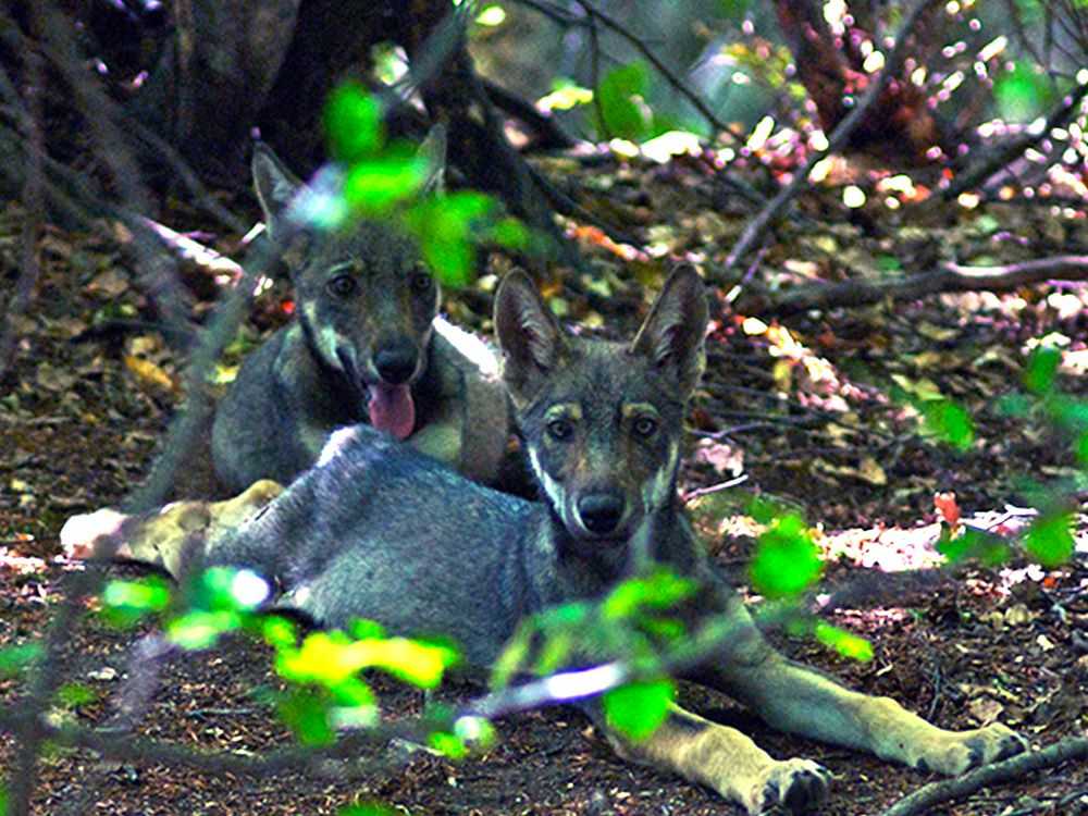 Lupi, Parco Maiella: “Hanno più spazio, nessun allarme aumento”