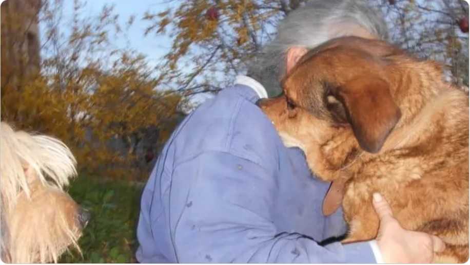 Ortona, una raccolta fondi per aiutare la cagnolina Kira a combattere il suo tumore