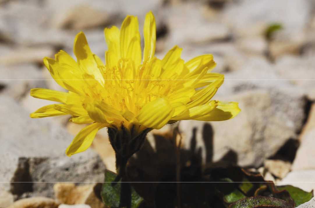 Sant’Eufemia alla Maiella, festa per i 20 anni del Giardino botanico: programma completo
