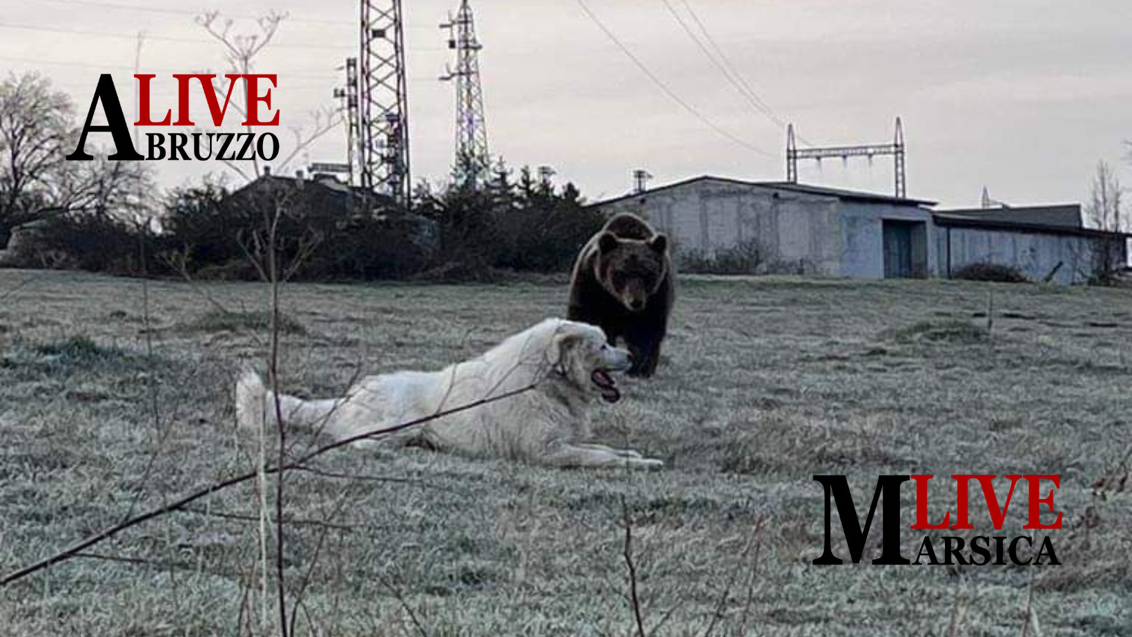 Il possente orso marsicano e il fiero pastore abruzzese: ecco lo scatto orgoglio d’Abruzzo