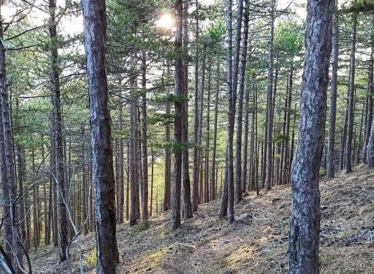 “Parchi per il clima”, il Pnalm risponde alle polemiche sull’intervento nella pineta Zappini