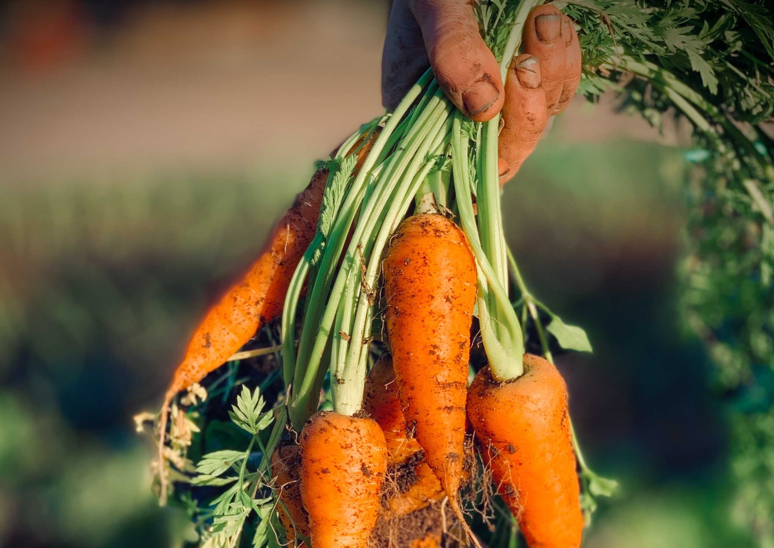 Lotta ai parassiti della carota del Fucino ma in modo sostenibile, come si può