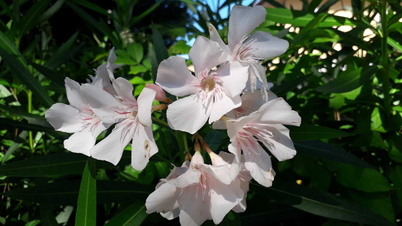 Verde sulla Strada Parco, le associazioni: “grave danno eliminare le siepi e gli arbusti”