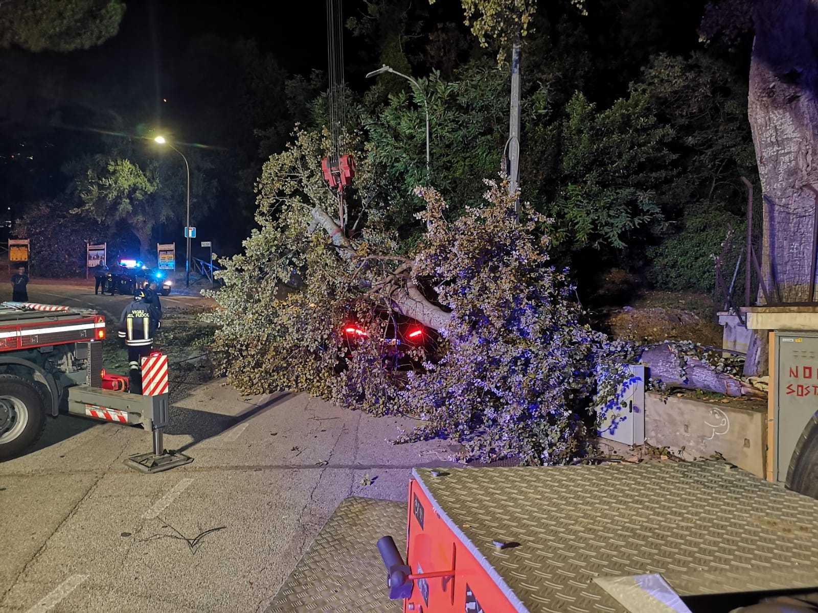 Linee Elettriche E Alberi Caduti A Causa Del Forte Vento: Decine Gli ...