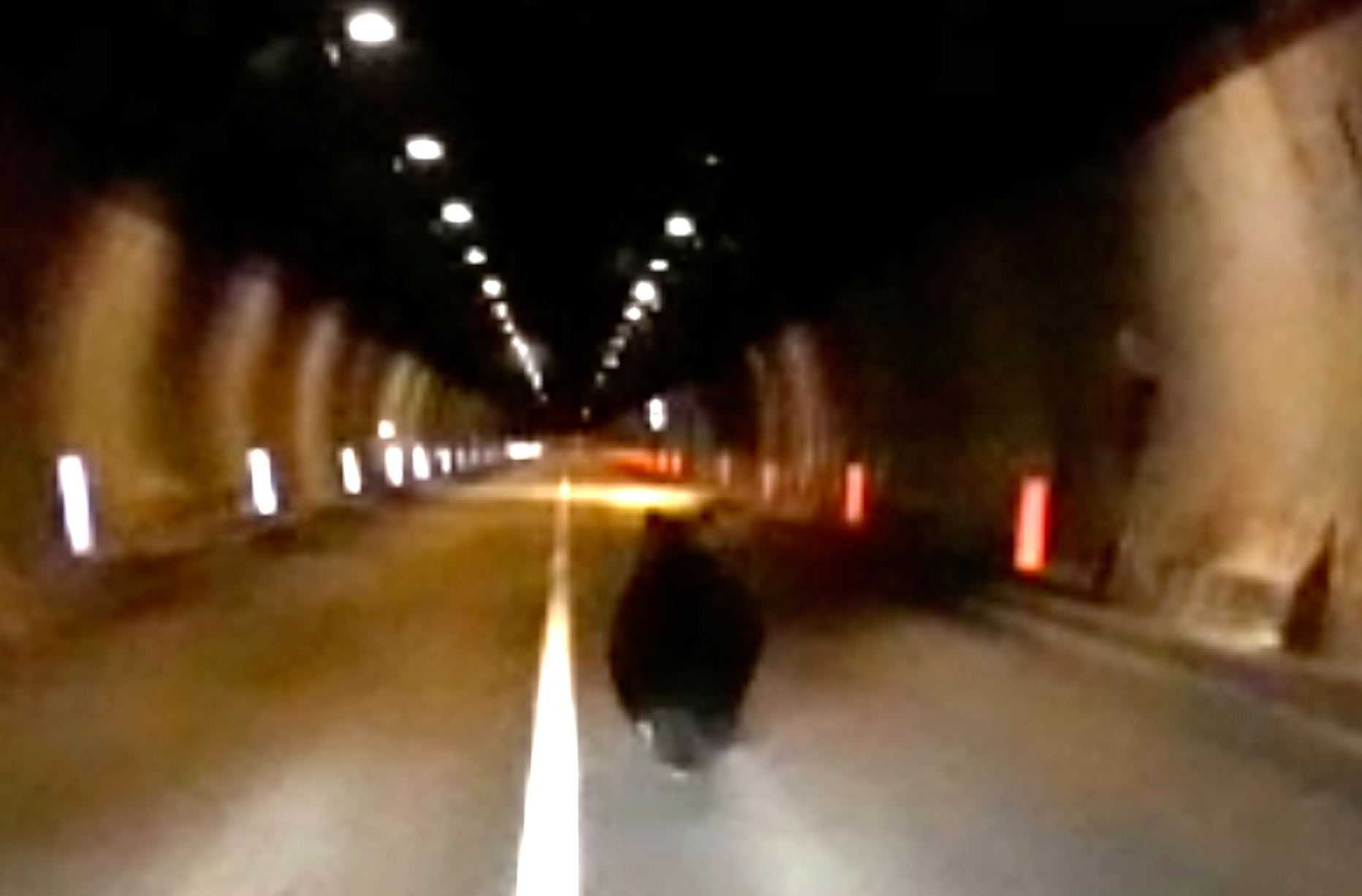 Parco Maiella, parte progetto per tutelare orsi da incidenti d’auto: termo-telecamere e recinzioni virtuali