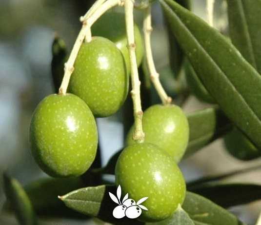 L’oliva all’ascolana, convegno al museo delle Armi Antiche di Martinsicuro