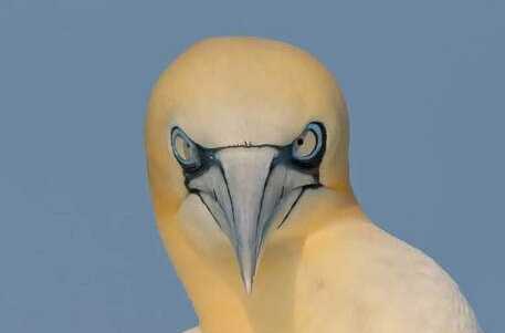 Centro recupero fauna chiuso nel weekend: muore raro esemplare di sula recuperato in Abruzzo