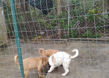Rifugio per cani di Vasto, la denuncia degli animalisti: “È abusivo, chiesto sgombero al sindaco” (FOTO)