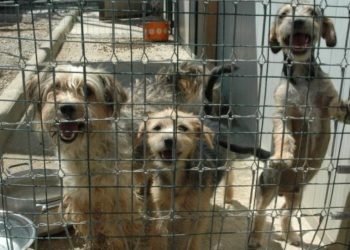 Rifugio per cani di Vasto, la denuncia degli animalisti: “È abusivo, chiesto sgombero al sindaco” (FOTO)