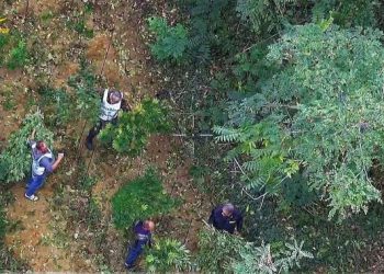 Coltivavano cannabis nascosta nel bosco, scatta il sequestro di 25 chili: è caccia ai proprietari