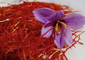 Un calendario eventi a Navelli per la raccolta 2022 dello zafferano