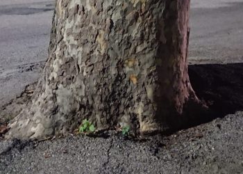 Polemica cementificazione alberi di via Gramsci a Giulianova, il Comune mostra le immagini