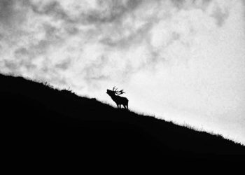 Dall’alba al tramonto: ecco il bramito del re (galleria di foto e video)