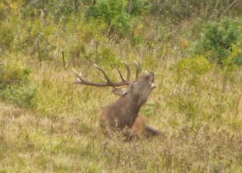 Dall’alba al tramonto: ecco il bramito del re (galleria di foto e video)