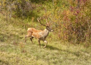 Dall’alba al tramonto: ecco il bramito del re (galleria di foto e video)