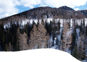 Sospeso il taglio dell’abete bianco per piazza San Pietro