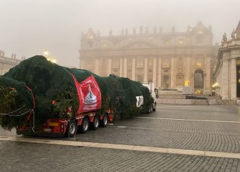 L’abete bianco per il Papa termina il suo viaggio, giunto a San Pietro dall’Abruzzo