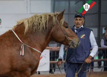 L’Abruzzo sul podio degli allevatori, tre medaglie alla Fieracavalli di Verona
