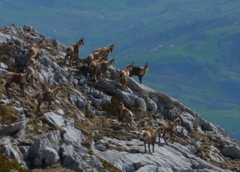 Camoscio appenninico, confermato il trend di crescita della specie
