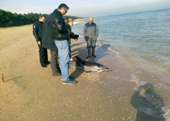 Mareggiata in Abruzzo, trovate carcasse delfini e tartarughe sulle coste