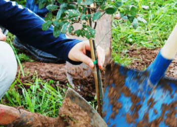 Giornata nazionale degli alberi, Forestali: “Rinnovare il culto e il rispetto della natura”