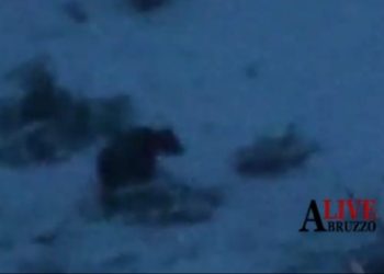 Arriva l’inverno 2022 e la neve, torna la meraviglia dell’orso Juan Carrito prima del letargo