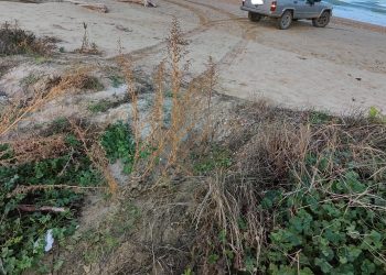Vandali con fuoristrada sulla spiaggia danneggiano le dune della riserva del Borsacchio