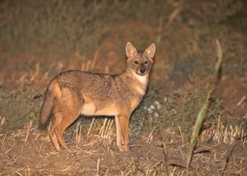 Un mammifero da poco comparso in Italia sarà il protagonista di “M’ammalia”