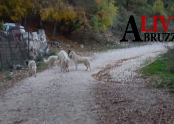 Branco di cani vaganti sul sentiero, due escursionisti bloccati e soccorsi in Valle di Amplero
