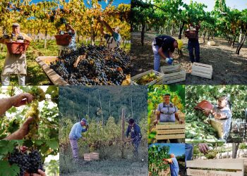 Grande festa alla cantina Orsogna: prima vendemmia 100 per cento Bio