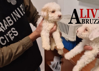 Maltrattavano cuccioli e li vendevano truffando i clienti, incastrati dai carabinieri Cites